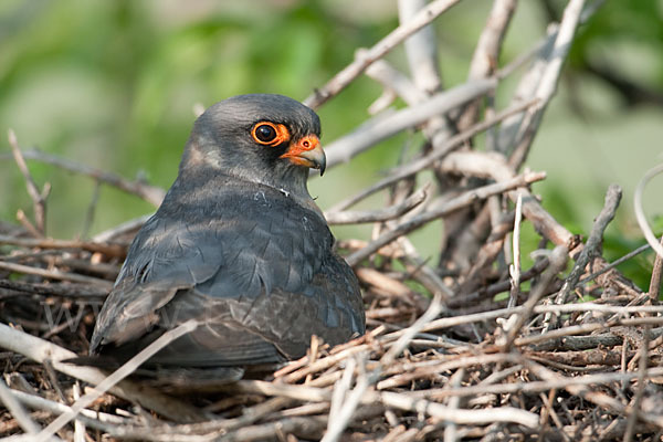 Rotfußfalke (Falco vespertinus)