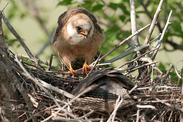 Rotfußfalke (Falco vespertinus)