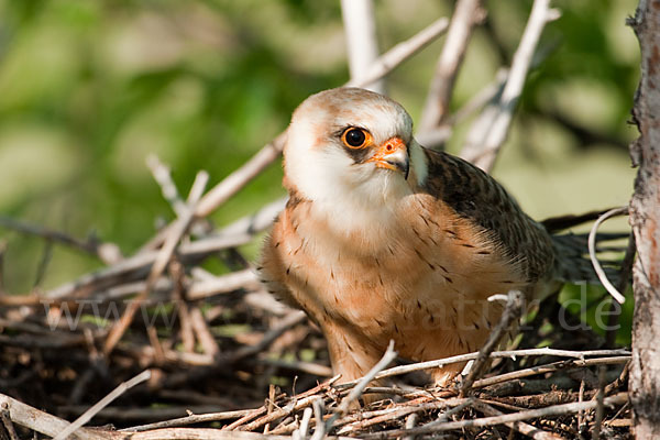 Rotfußfalke (Falco vespertinus)