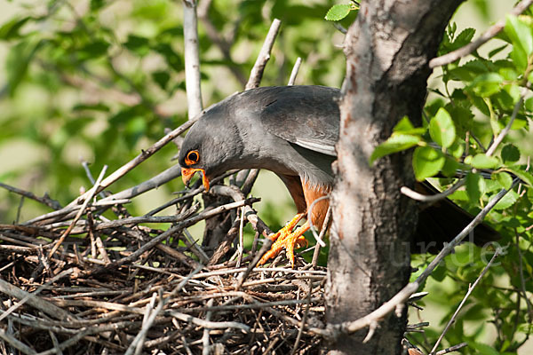 Rotfußfalke (Falco vespertinus)