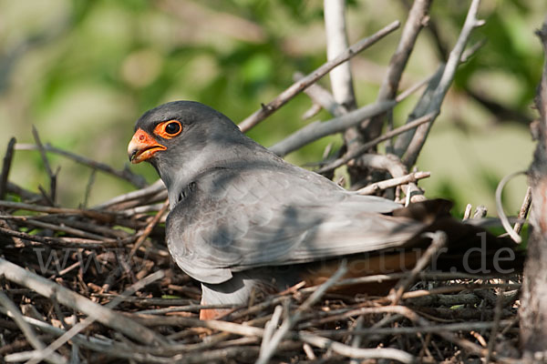 Rotfußfalke (Falco vespertinus)