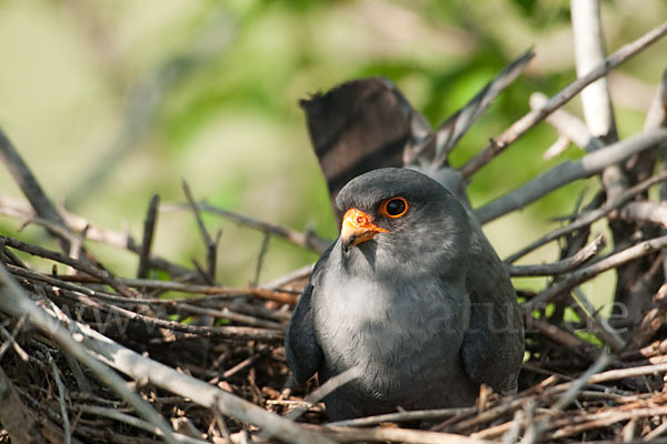 Rotfußfalke (Falco vespertinus)