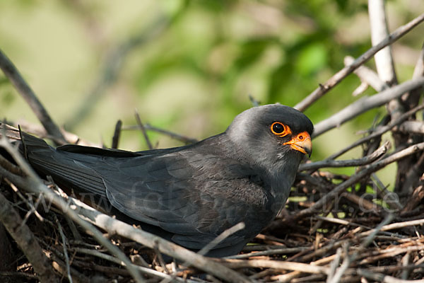 Rotfußfalke (Falco vespertinus)