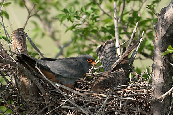 Rotfußfalke (Falco vespertinus)