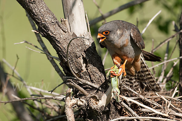 Rotfußfalke (Falco vespertinus)