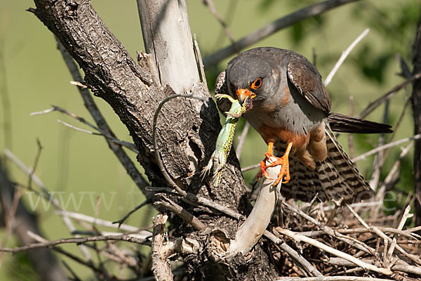 Rotfußfalke (Falco vespertinus)