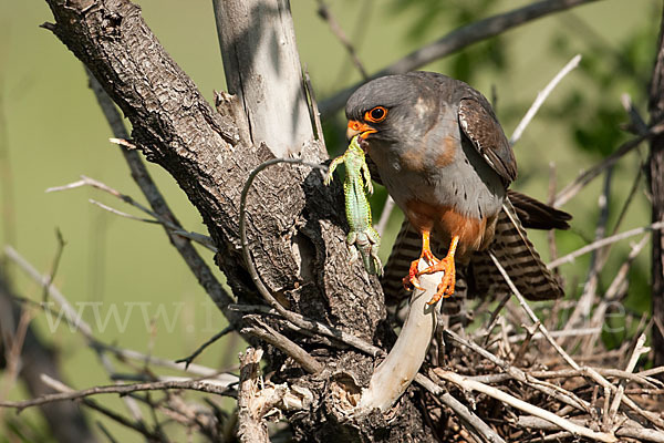 Rotfußfalke (Falco vespertinus)