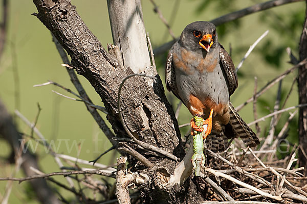 Rotfußfalke (Falco vespertinus)