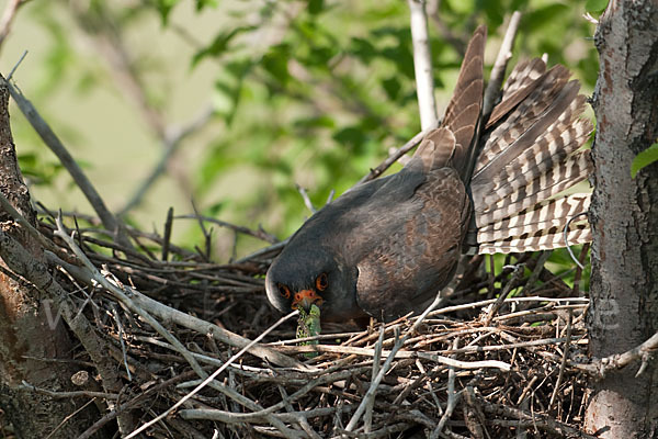 Rotfußfalke (Falco vespertinus)