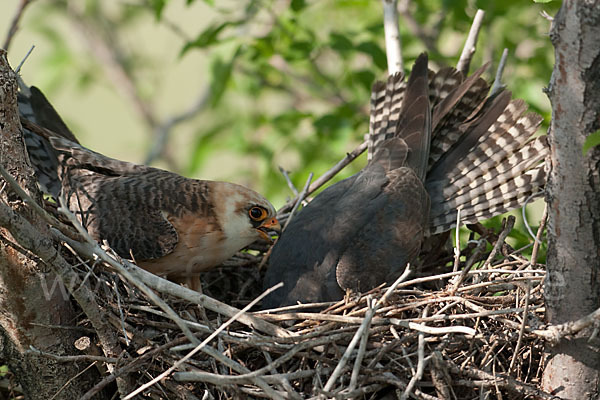 Rotfußfalke (Falco vespertinus)