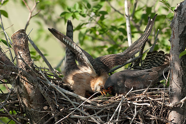 Rotfußfalke (Falco vespertinus)