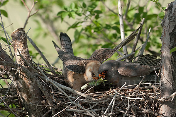 Rotfußfalke (Falco vespertinus)