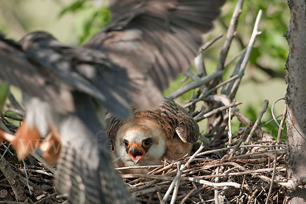 Rotfußfalke (Falco vespertinus)