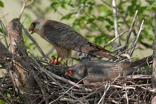 Rotfußfalke (Falco vespertinus)