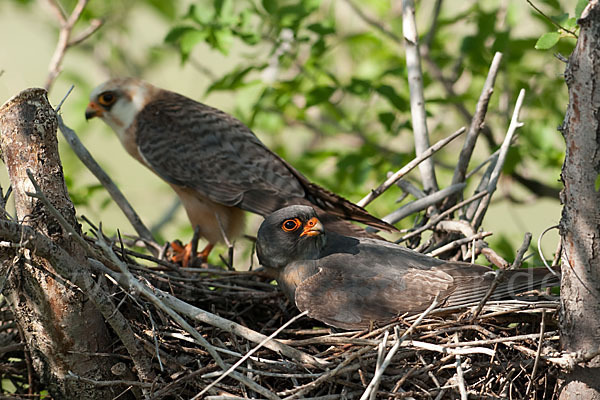 Rotfußfalke (Falco vespertinus)