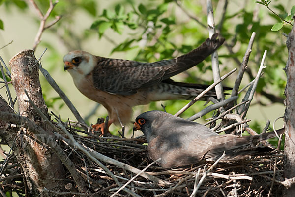 Rotfußfalke (Falco vespertinus)