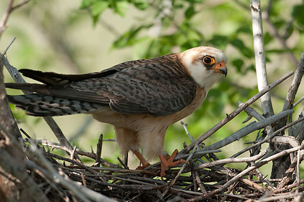 Rotfußfalke (Falco vespertinus)