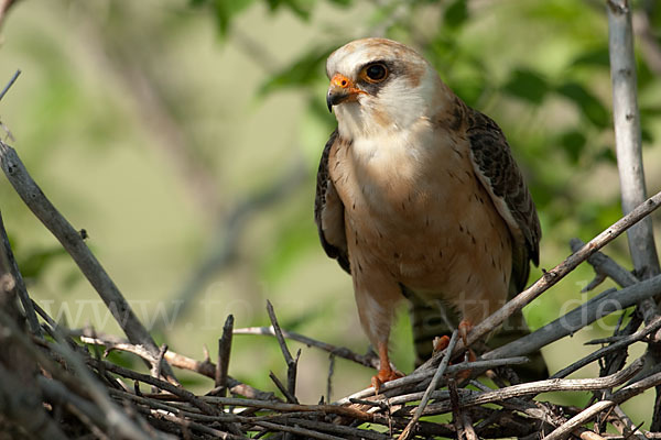 Rotfußfalke (Falco vespertinus)