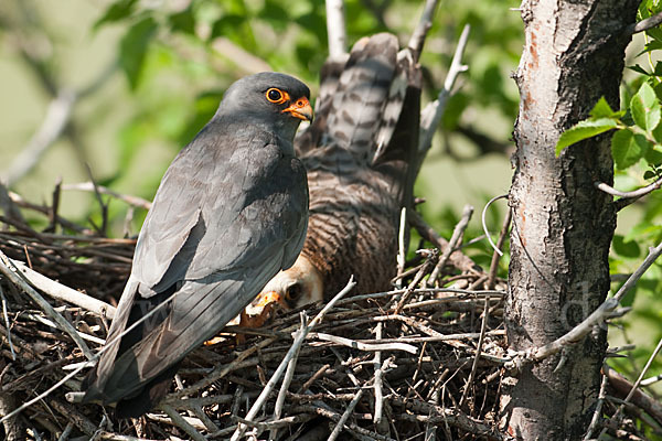 Rotfußfalke (Falco vespertinus)