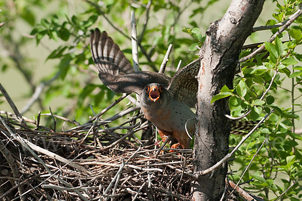 Rotfußfalke (Falco vespertinus)