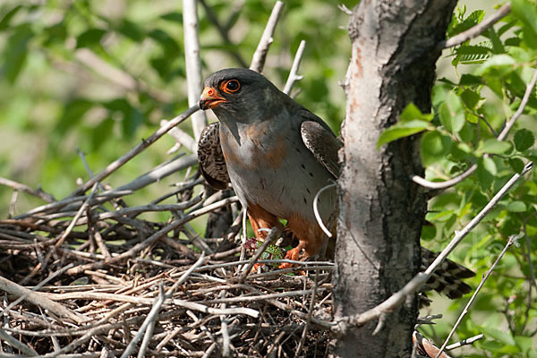 Rotfußfalke (Falco vespertinus)