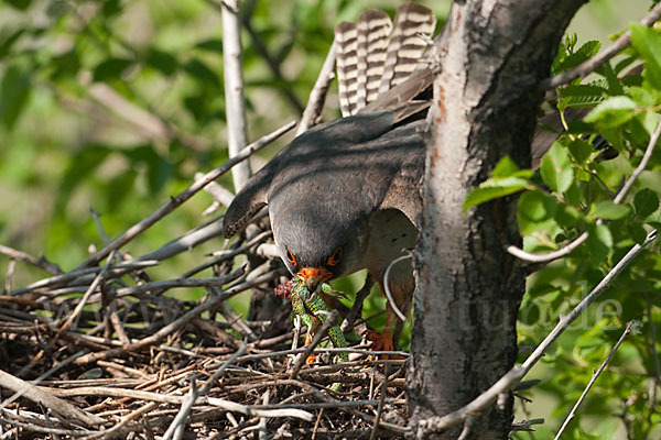 Rotfußfalke (Falco vespertinus)