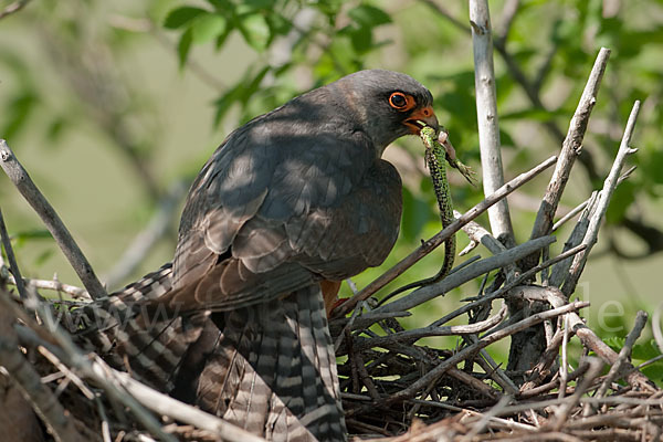 Rotfußfalke (Falco vespertinus)