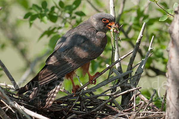 Rotfußfalke (Falco vespertinus)