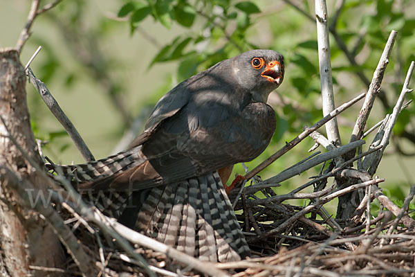 Rotfußfalke (Falco vespertinus)