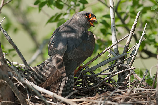 Rotfußfalke (Falco vespertinus)