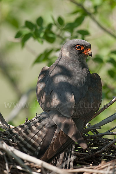 Rotfußfalke (Falco vespertinus)