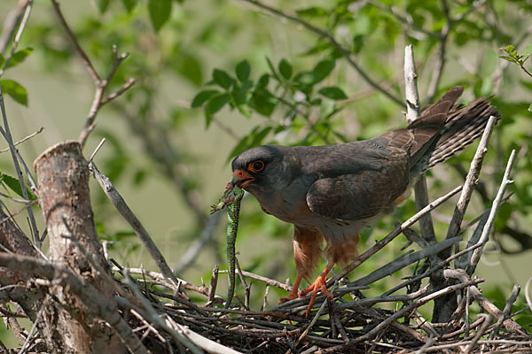 Rotfußfalke (Falco vespertinus)