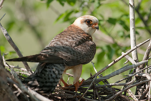 Rotfußfalke (Falco vespertinus)