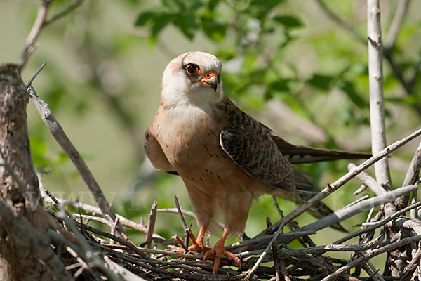 Rotfußfalke (Falco vespertinus)