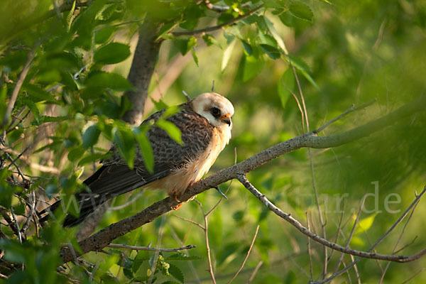 Rotfußfalke (Falco vespertinus)