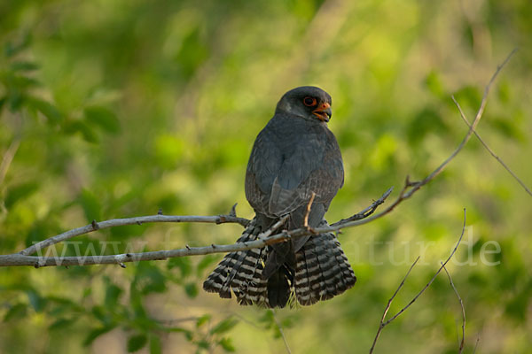 Rotfußfalke (Falco vespertinus)