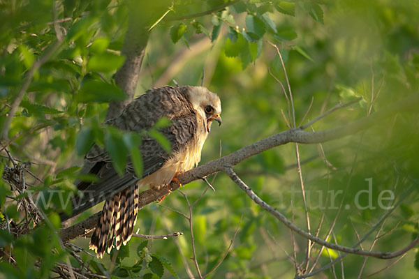 Rotfußfalke (Falco vespertinus)