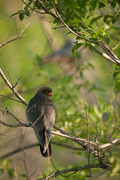 Rotfußfalke (Falco vespertinus)