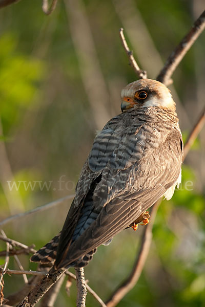 Rotfußfalke (Falco vespertinus)