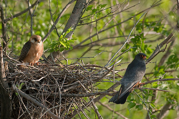 Rotfußfalke (Falco vespertinus)