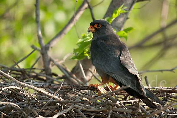 Rotfußfalke (Falco vespertinus)