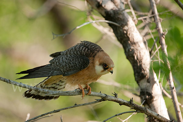 Rotfußfalke (Falco vespertinus)