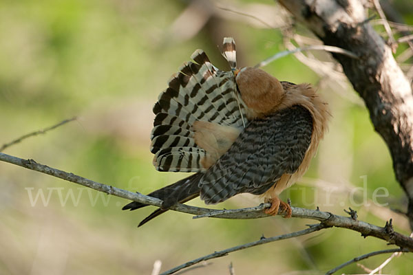 Rotfußfalke (Falco vespertinus)