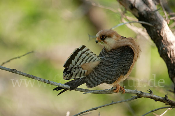 Rotfußfalke (Falco vespertinus)