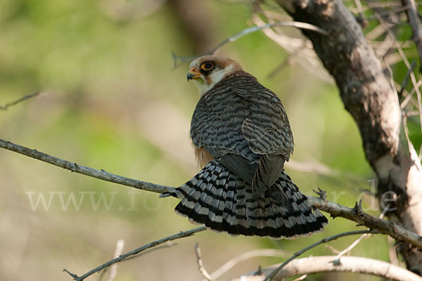 Rotfußfalke (Falco vespertinus)