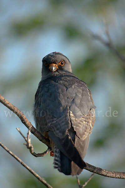 Rotfußfalke (Falco vespertinus)