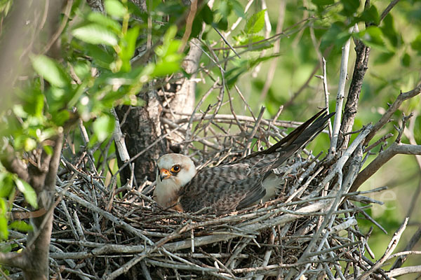 Rotfußfalke (Falco vespertinus)