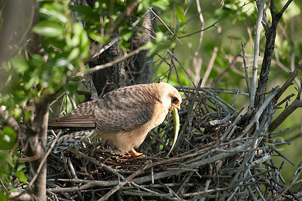 Rotfußfalke (Falco vespertinus)