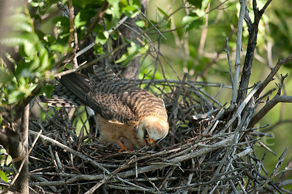 Rotfußfalke (Falco vespertinus)