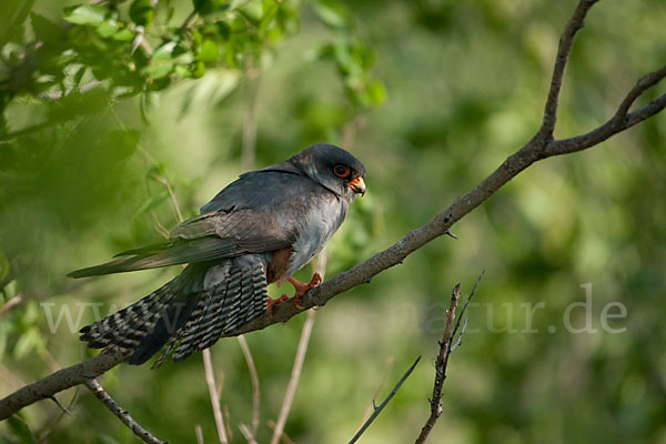 Rotfußfalke (Falco vespertinus)